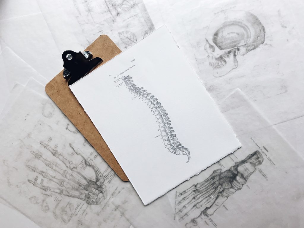 Illustration of the human spine. About chiropractor insurance coverage.